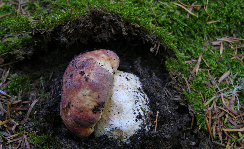 Piove domani si va a funghi.....